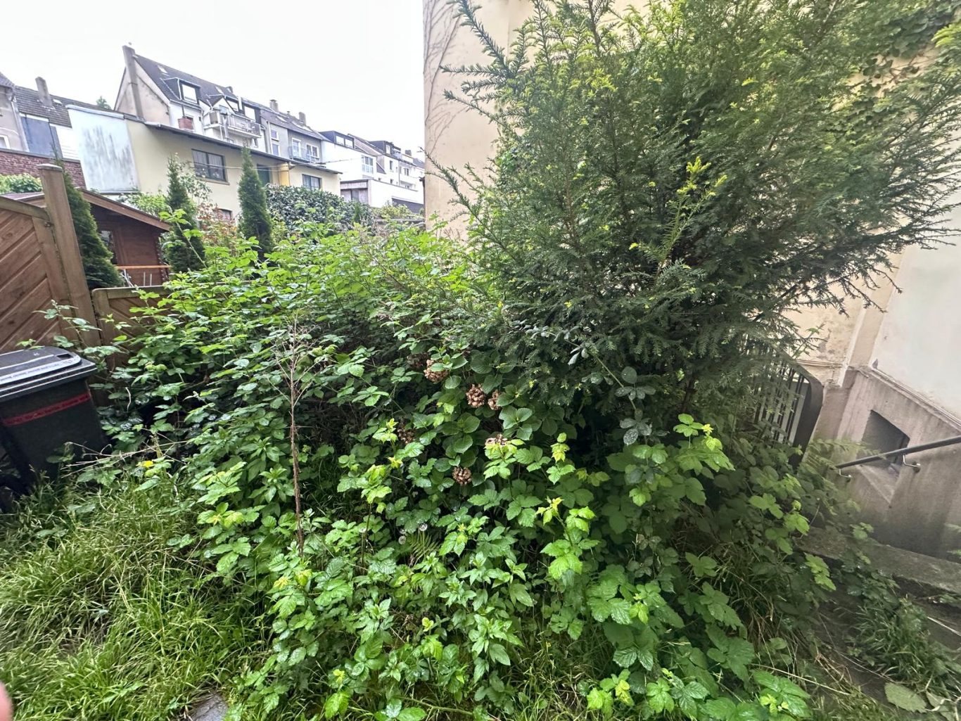 Vorher Bild Hinterhof Dortmund Dichtes, grünes Pflanzenwachstum hinter einem Gebäude mit urbanem Hintergrund.